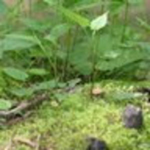 Meet your Posher, Mountainhealing